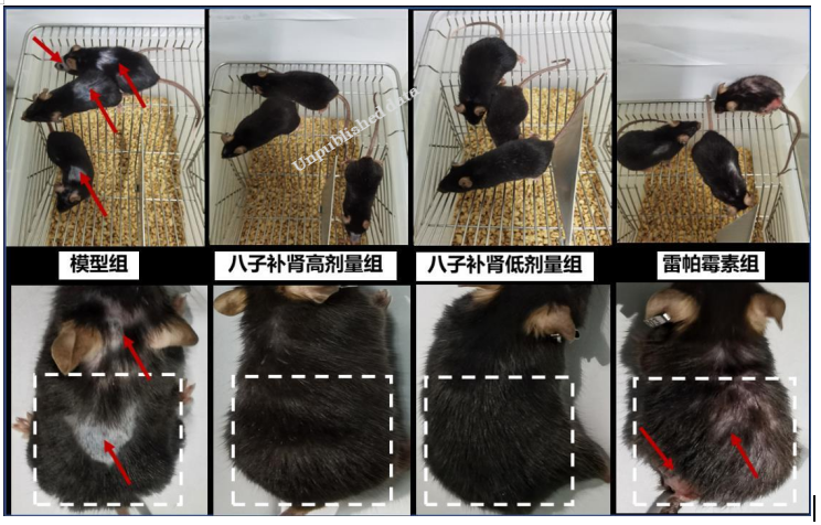 　　八子补肾可以改善衰老小鼠虚弱指数及外观表型
