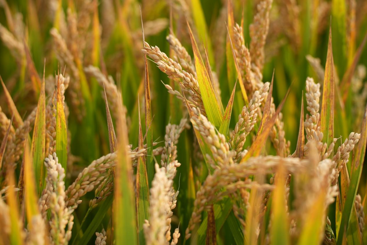 　　富氢水灌溉水稻