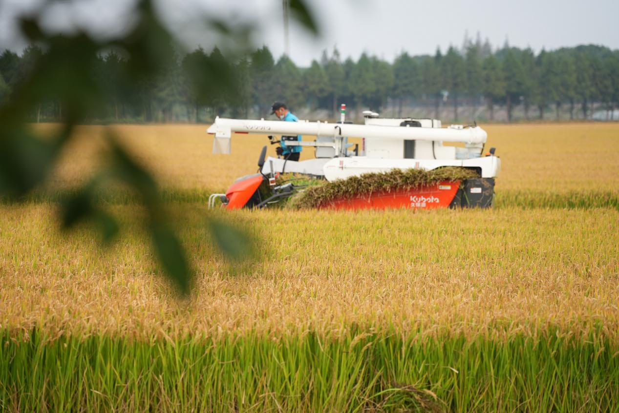 　　收割富氢水种植水稻现场