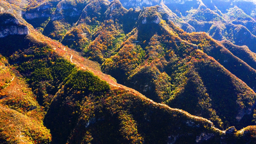 河北省涉县庄子岭红叶大峡谷秋景. 杨彦忠摄