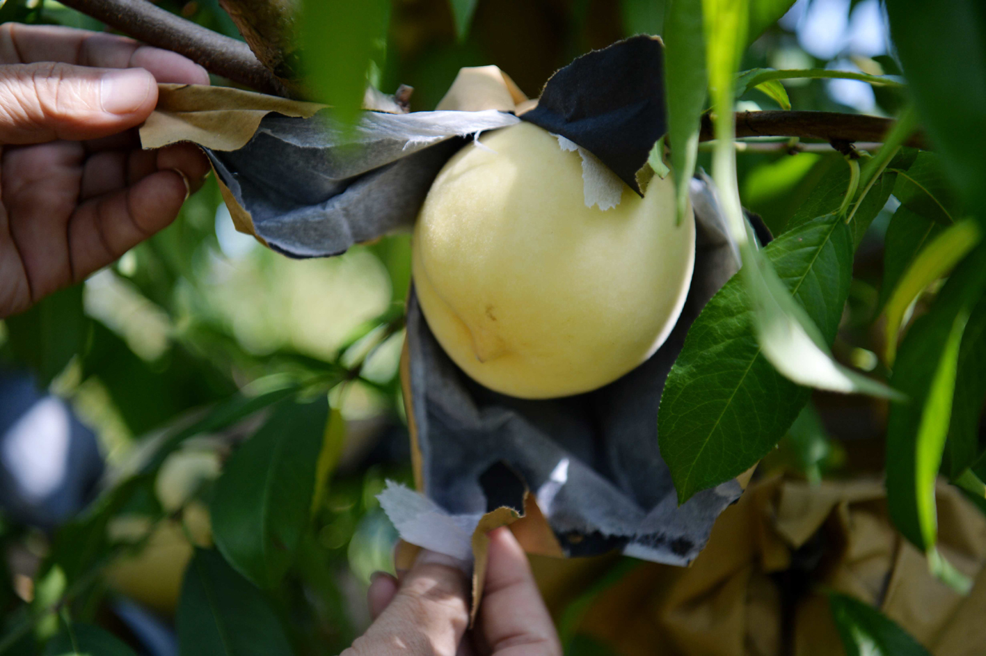 秋白桃喜获丰收