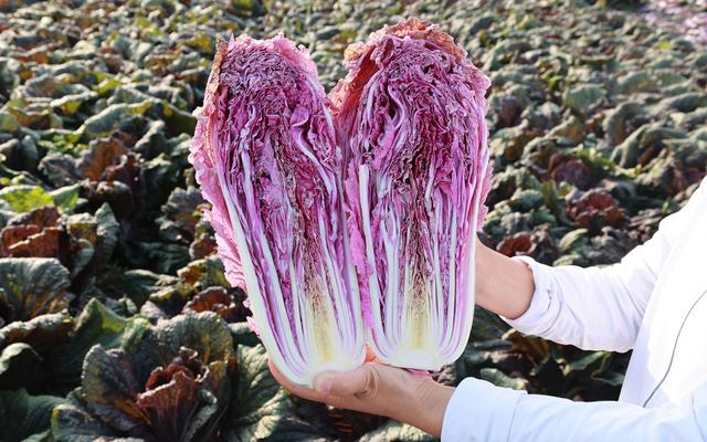 "中国大白菜之乡"河北玉田紫色白菜即将上市