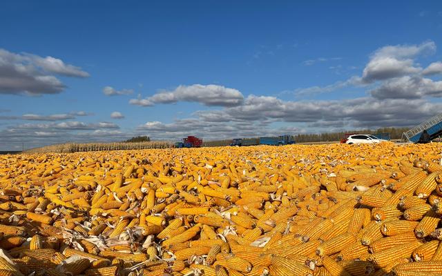 黑龙江望奎县:黑土地秋收近尾声|黑龙江省_新浪财经_新浪网