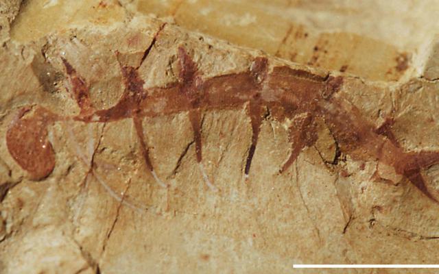 怪诞虫.受访者供图