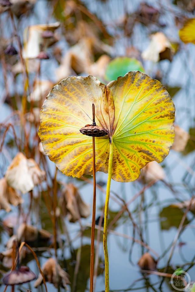 《荷塘深秋即景》组照六 冉小军 摄