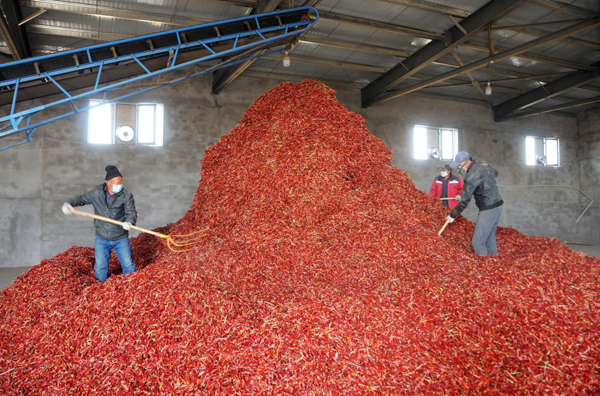 工人在白脑包镇辣椒加工厂粗加工辣椒。（新华社记者李云平 摄）