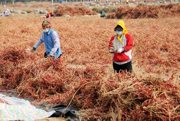 工人在双河镇万亩辣椒产业示范园采摘辣椒。（新华社记者李云平 摄）