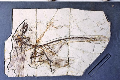 &nbsp;&nbsp;&nbsp;&nbsp;顧氏小盜龍化石&nbsp;遼寧省博物館供圖