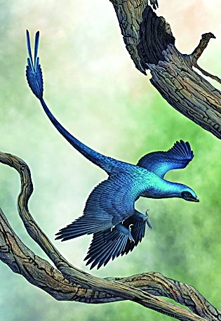 &nbsp;&nbsp;&nbsp;&nbsp;顾氏小盗龙复原图&nbsp;陈瑜绘/光明图片