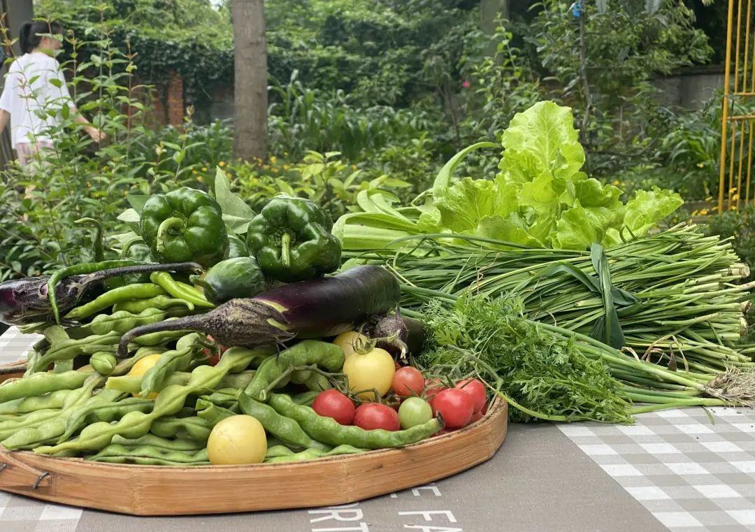 永康自己种的蔬菜，图源 / 受访者供图