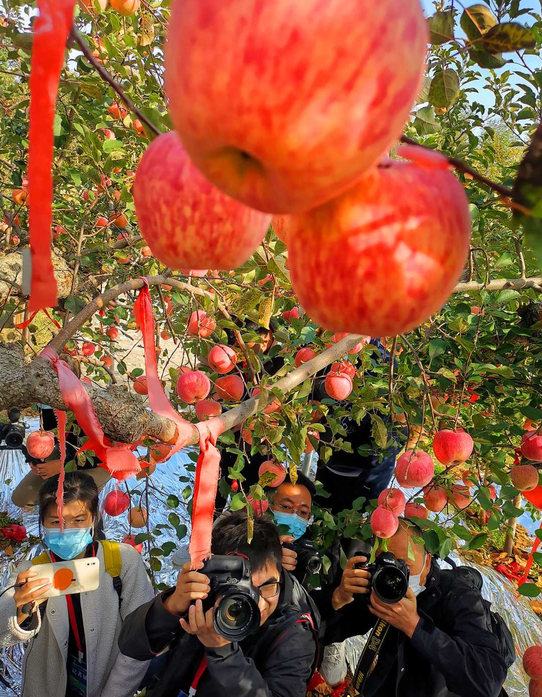 百年苹果树单棵产量过千斤|蓬莱市_新浪财经_新浪网