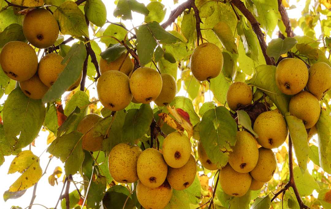 (组图)百年梨树喜丰收 忙着采摘供市场_新浪财经_新浪网