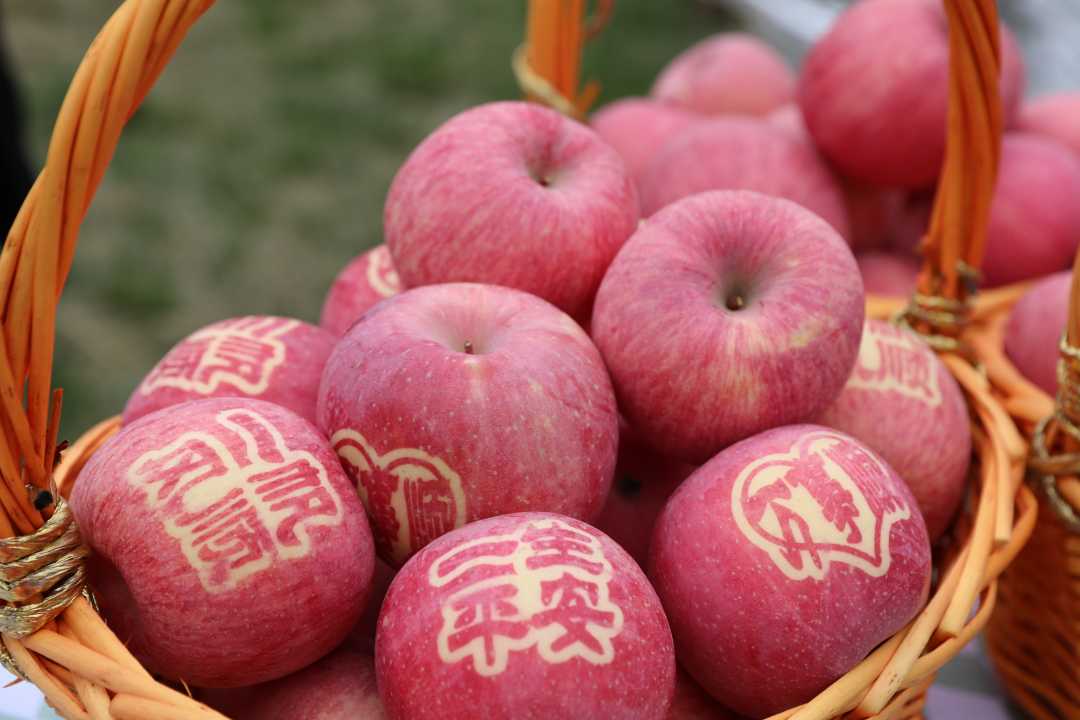 河南灵宝:苹果为媒促振兴