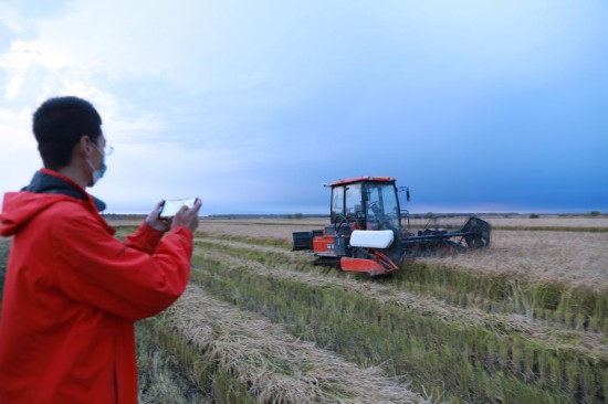 　北大荒集团洪河农场有限公司的技术人员正使用手机操控无人驾驶收割机。（受访者供图）