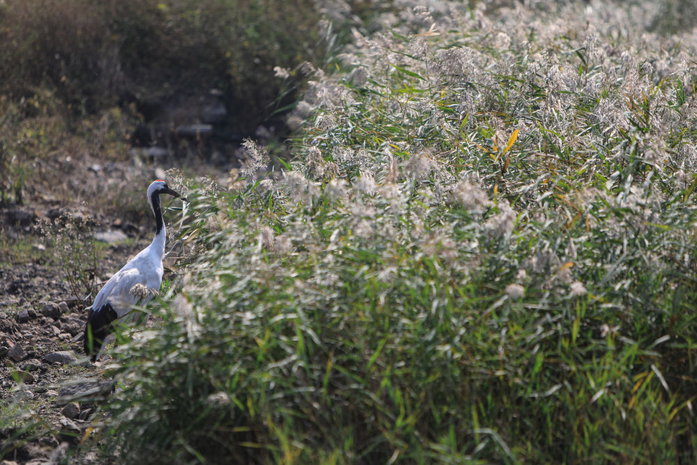 芦苇荡旁,一只丹顶鹤正在闲游漫步.新华社记者王乙杰 摄