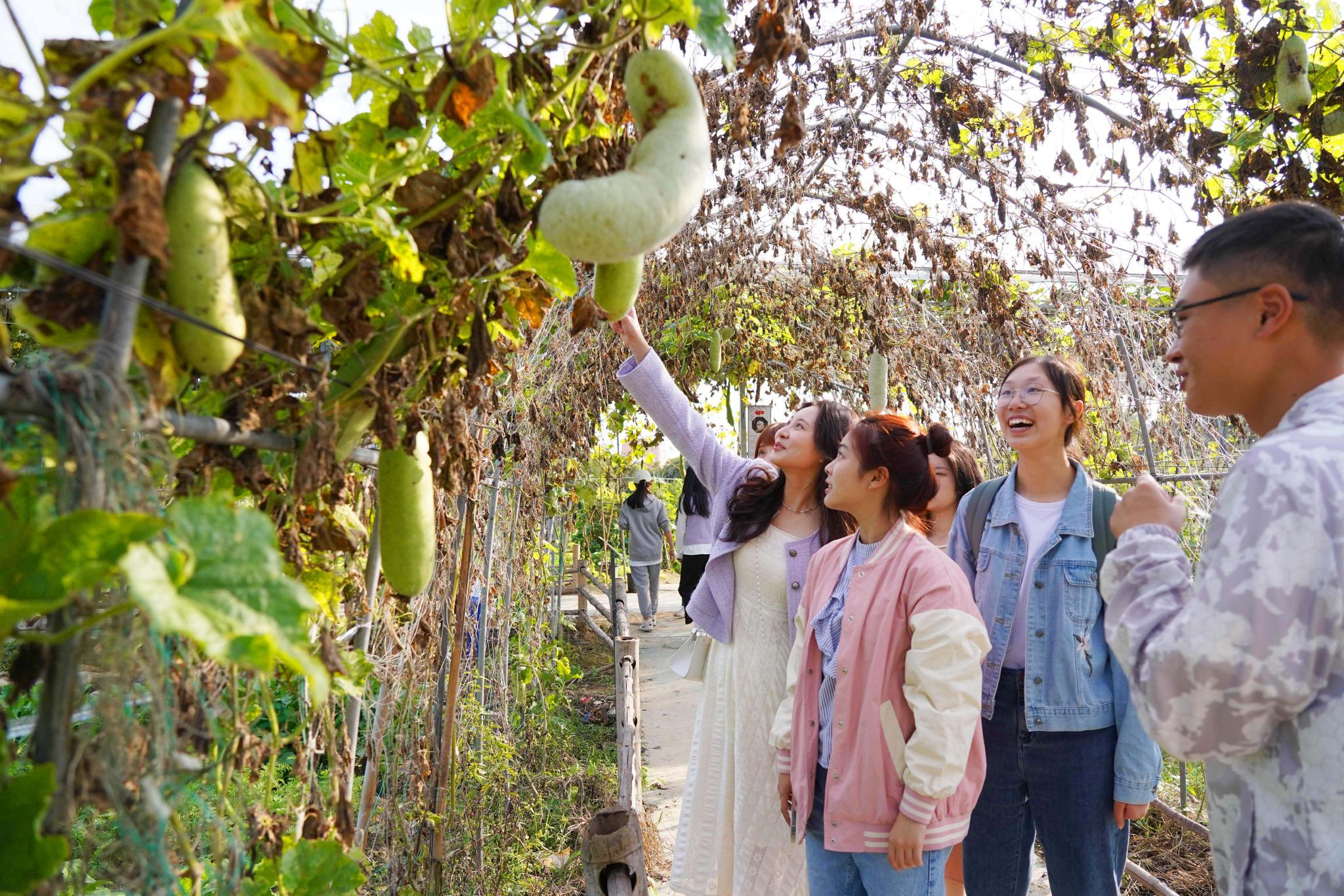 学生正在观赏成熟丰收的农作物.通讯员 陈胜伟 摄