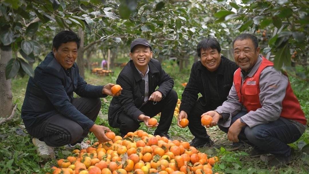 “临猗县”新经济观察丨双十一电商大促开启 3300多吨滞销甜脆柿子从直播间走出大山