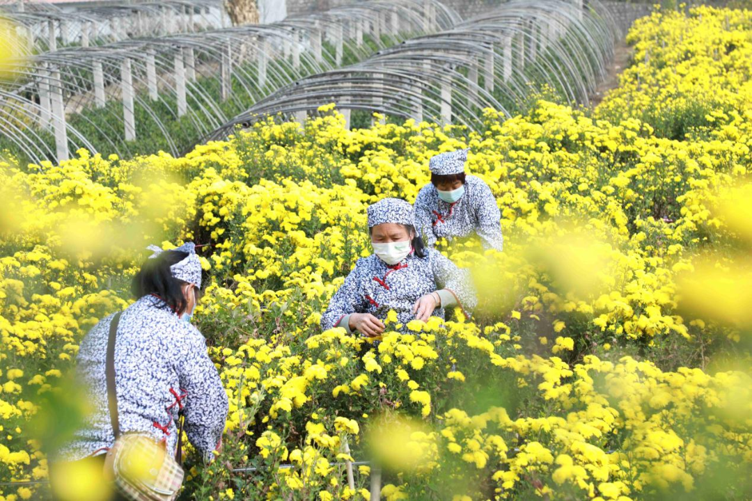 石家庄市南营乡中山茶菊种植基地，工人正在采摘成熟菊花。杨敏摄