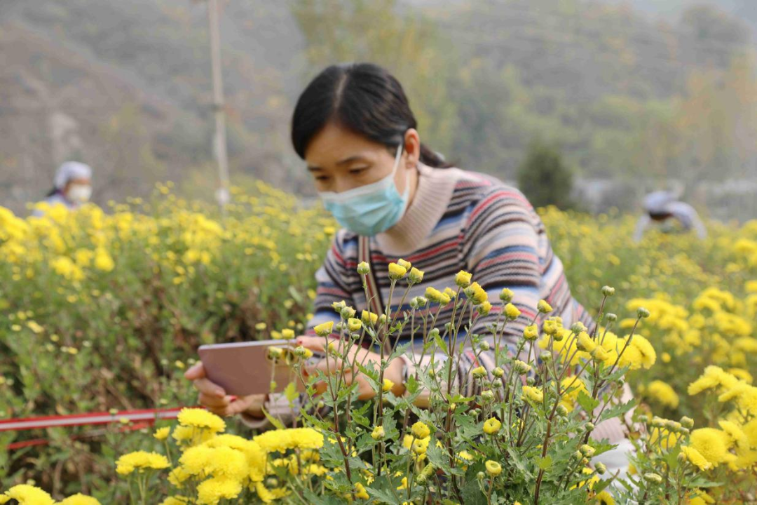 石家庄市南营乡中山茶菊种植基地，游客在观光游玩。郝卫东摄