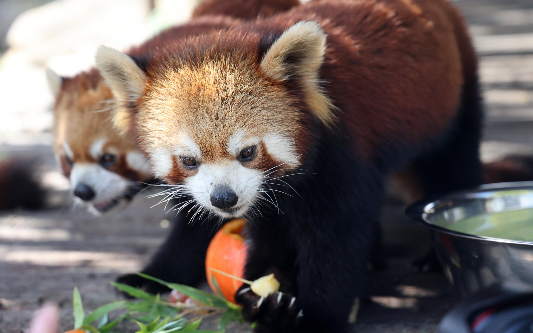 江苏南通,南通森林野生动物园的小熊猫在吃水果大餐.图/ic photo