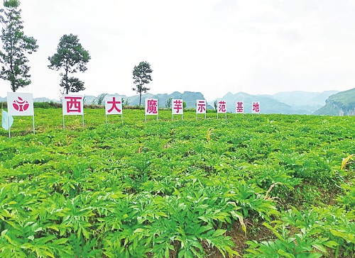 “魔芋”借力新电商 西南山区有了新的致富经