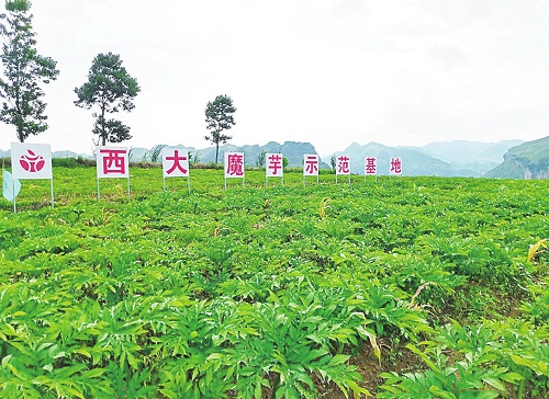 “魔芋”借力新电商 西南山区有了新的致富经