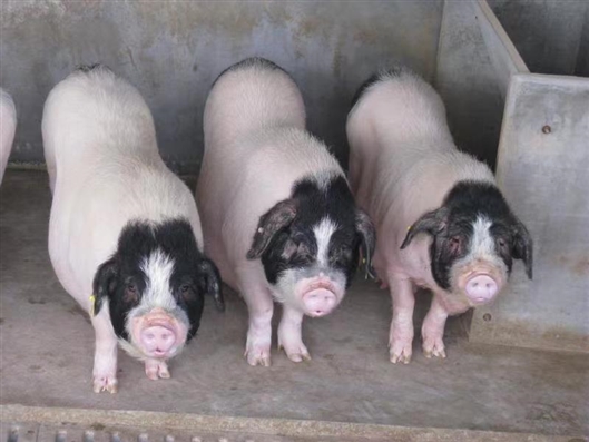 长到多大的沙子岭猪最好吃?