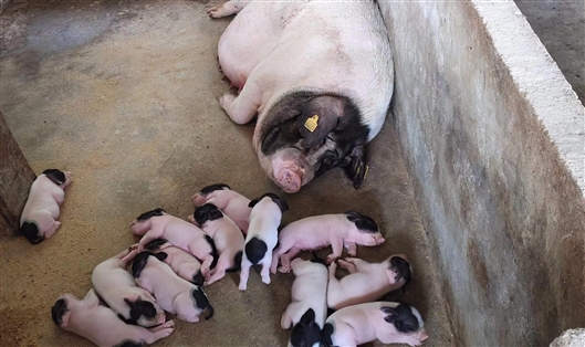 长到多大的沙子岭猪最好吃?|好吃_新浪财经_新浪网