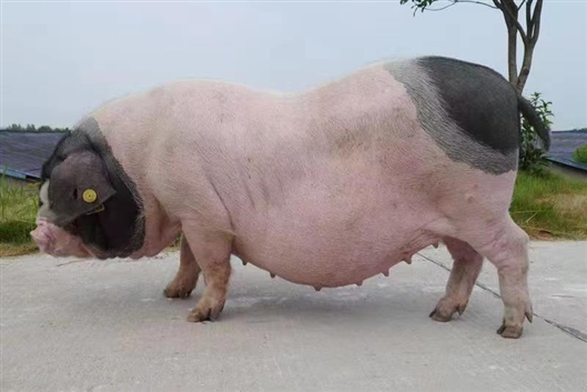 长到多大的沙子岭猪最好吃?