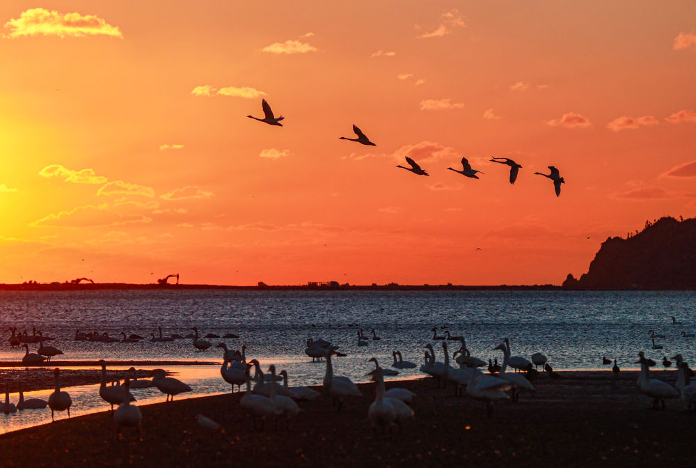11月4日,山东省荣成市成山镇天鹅湖湿地,成群的大天鹅在栖息,飞翔.