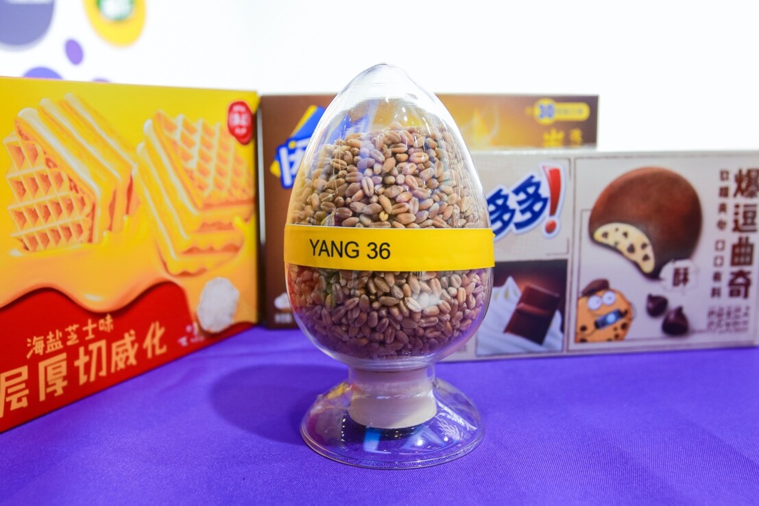 　　亿滋国产弱筋小麦培育