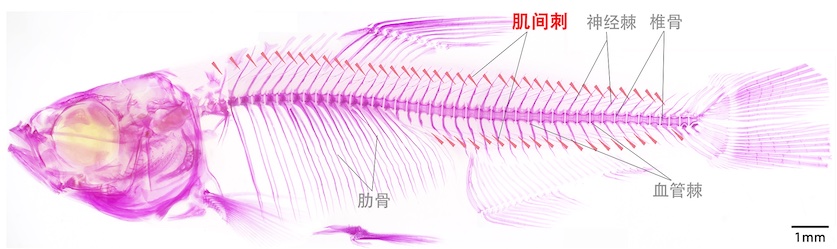 10年做出原始创新成果!无小刺鱼诞生全揭秘_新浪财经_新浪网