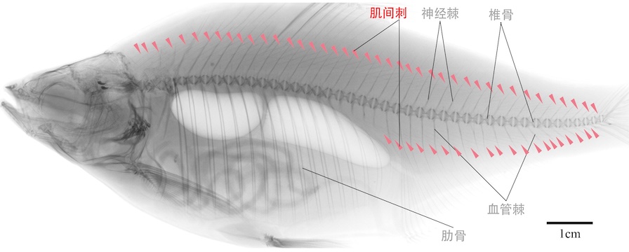 10年做出原始创新成果!无小刺鱼诞生全揭秘_手机新浪网