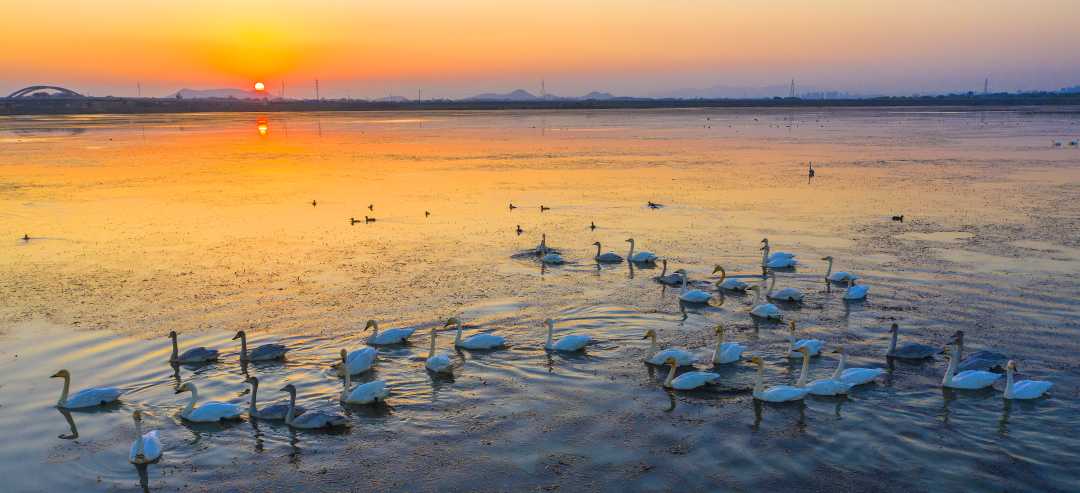 大批候鸟庐江黄陂湖湿地"赏景"|湿地_新浪财经_新浪网