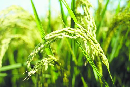 “水稻”找到控制水稻流性状重要基因