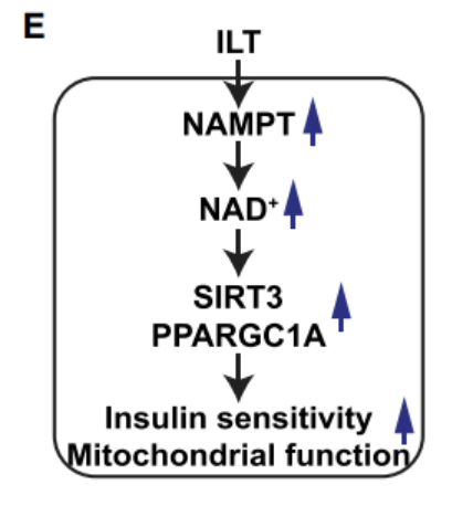 图6.NAMPT—NAD+—SIRT3—PPARGC1A—线粒体代谢信号通路