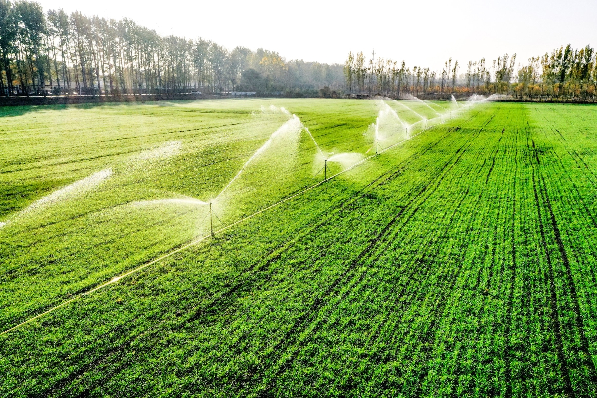 清晨,喷灌设备在给麦苗浇水,大片的麦地青翠欲滴.记者 常鸣/摄