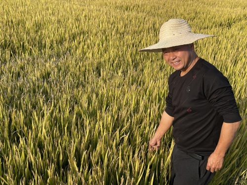 　　图为农户看着丰收的稻田充满喜悦之情