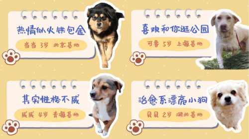 　　图6:《梦幻花园》公益狗狗部分