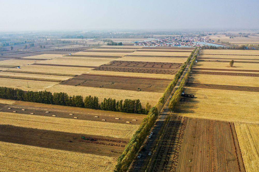 10月25日,在内蒙古自治区通辽市开鲁县东风镇,一些地块上的玉米和红干