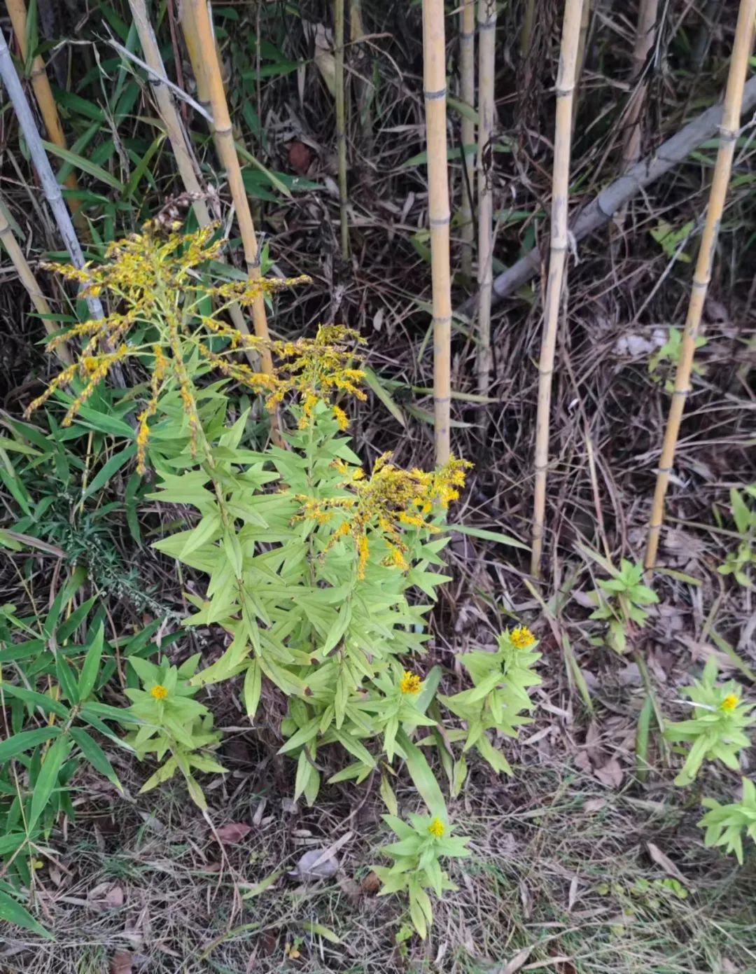 “加拿大一枝黄花”惊现曲江 | 相关部门已及时铲除|加拿大_新浪财经_新浪网