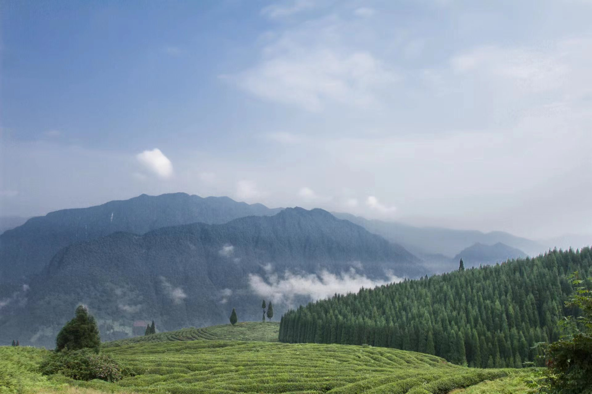 　　图为南宝高山有机茶园基地