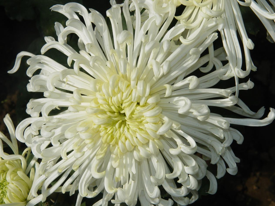 花瓣脆甜,清肝明目,这种菊花不再秋季限量,全年都能吃到了