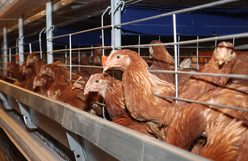 乡村振兴新气象丨蛋鸡住别墅智能化让延庆养鸡场日理万鸡