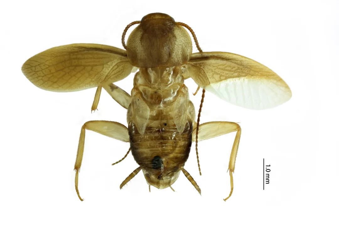 图为拉丁蠊属蜚蠊新种背面观.(拱北海关供图)