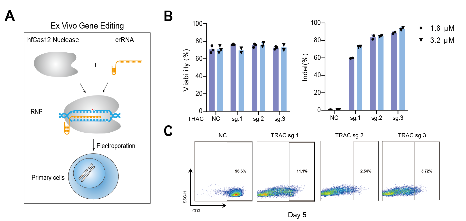 　　图2：高效高保真hfCas12Max蛋白在CD3+ T细胞中的有效性评估