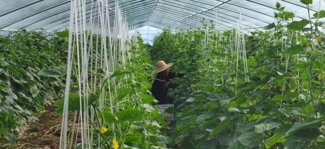 农户在马头镇果蔬大棚种植基地采摘蔬菜.潘剑鸣摄