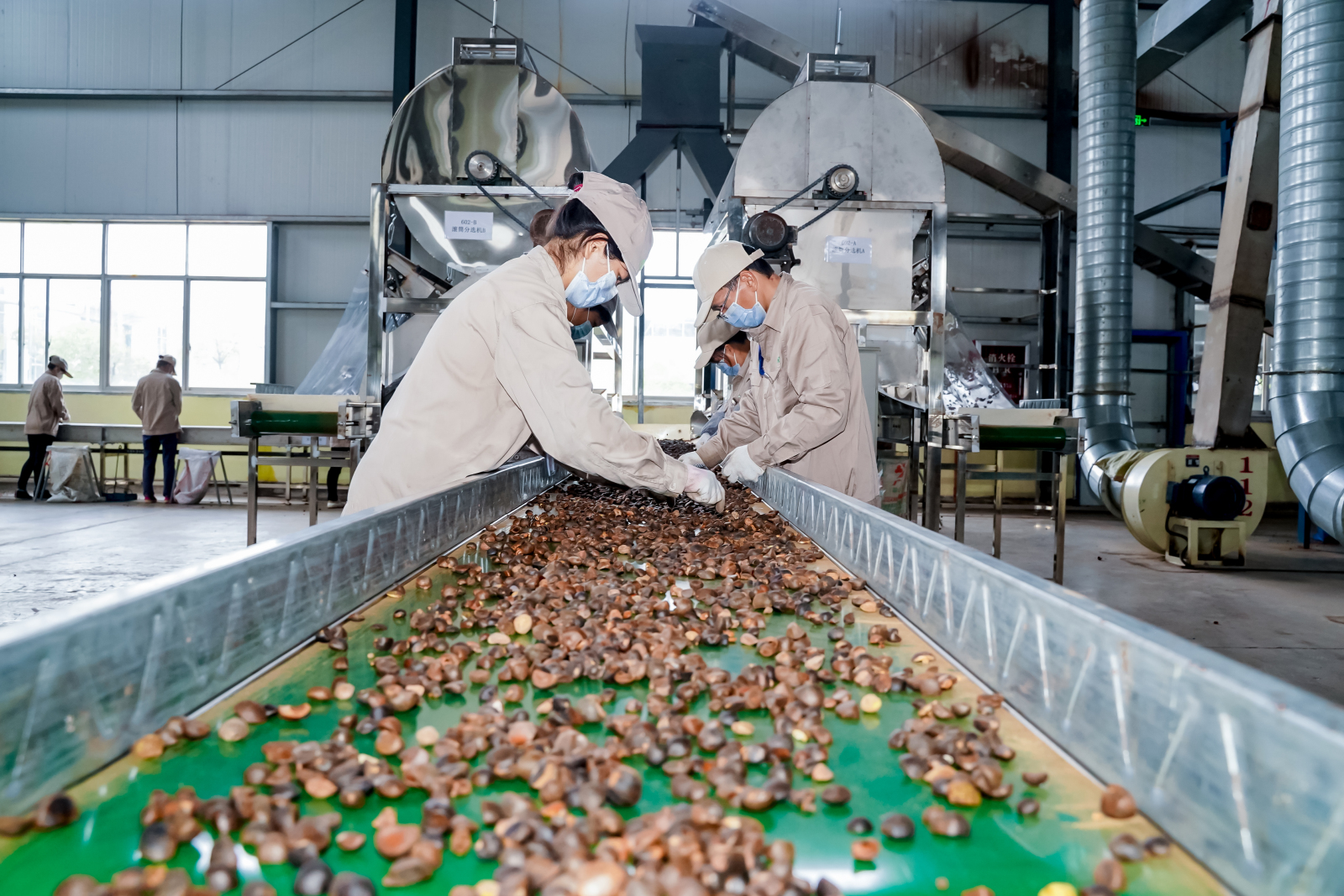 江西齐云山油茶科技有限公司的工人正在生产线上筛选油茶果实.