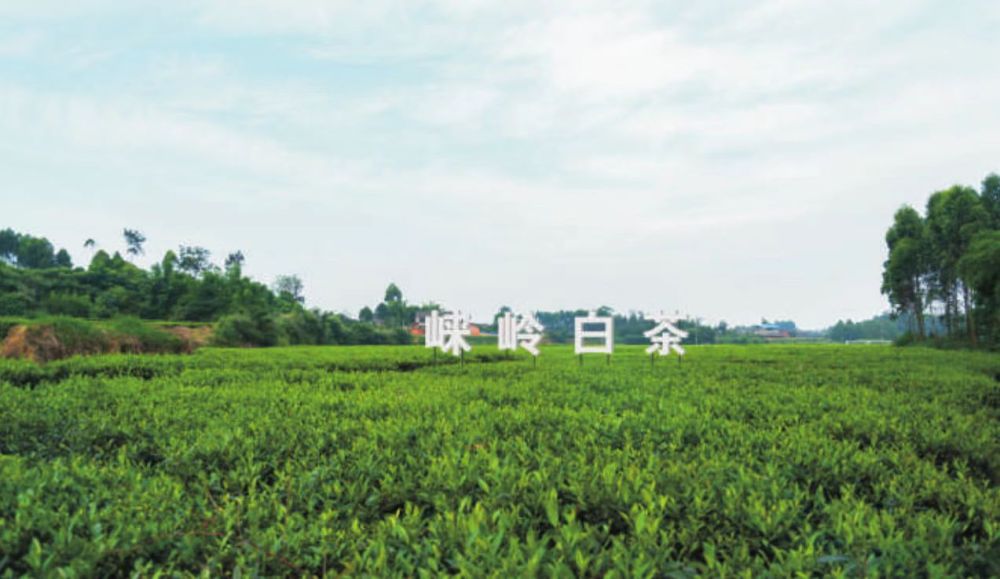 　　图为崃岭白茶生态茶园