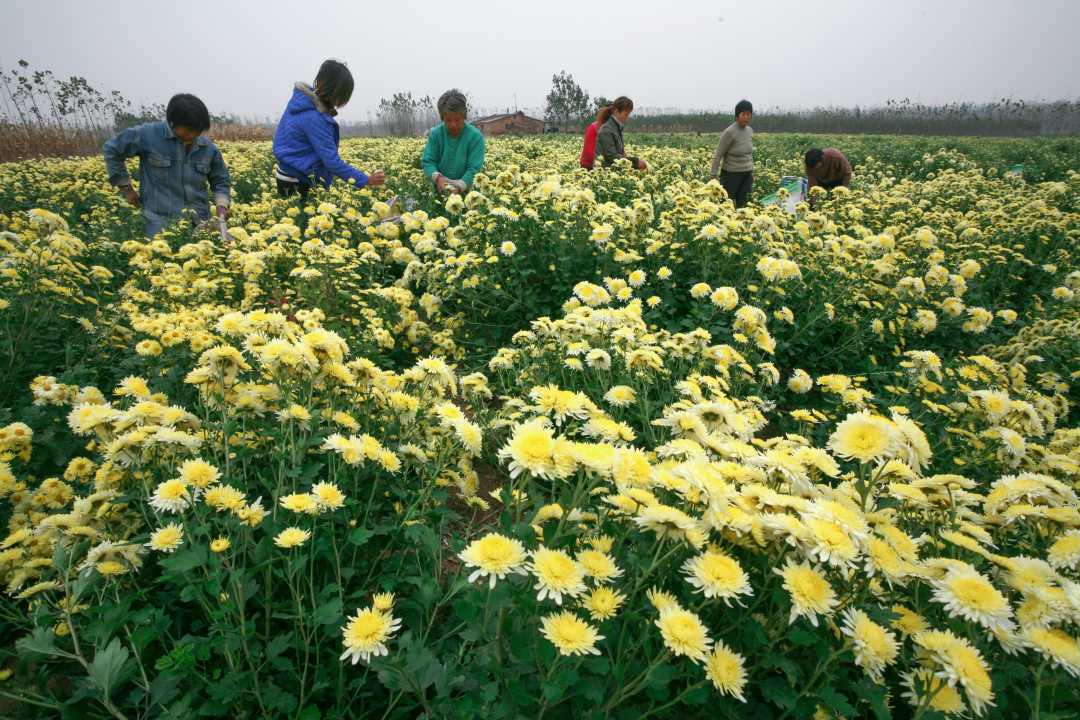 大虹桥乡南古村村民正在采摘怀菊花。王琳锋摄